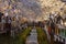 Night view of the cherry tree blossom and Jinhae Gunhangje Festival