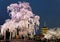 Night view of the famous Five-Story Pagoda & blossoms of a giant sakura tree in Toji Temple, Kyoto