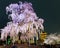 Night view of the famous Five-Story Pagoda & blossoms of a giant sakura tree in Toji Temple, Kyoto