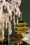 Night view of the famous Five-Story Pagoda & blossoms of a giant sakura tree in Toji Temple, Kyoto