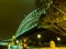 Night view of Iconic Sydney Harbor Bridge Sydney New South Wales Australia.