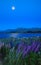 Night View of Lake Tekapo Landscape and Lupin Flower Field, New Zealand. Various, Colorful Lupin Flowers in full bloom.