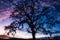 Night view of majestic oak tree