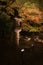 Night view of the red maple trees and stone lantern in a garden at Daigo-ji Temple, Kyoto, Japan