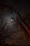 Night view of trees illuminated by campfire against the moon