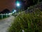 Night view of wild flowers in Springleaf Nature park in tropical Singapore.