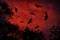 Night wildlife with bats. Giant Indian Fruit Bat, Pteropus giganteus, on red sunset dark sky. Flying mouses in the nature habitat,