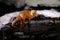 Night wildlife, fox on the river water. Red fox in white snow. Cold winter with orange furry fox. Hunting animal in the snowy