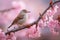 Nightingale Amidst Pink Cherry Blossoms Hopping in Nature\\\'s Symphony. Generative Ai.