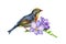 Nightingale bird with lilac freesia flower watercolor illustraton. Realistic song bird with violet elegant flower decoration.