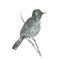 Nightingale. The bird is a Nightingale. Graphic black and white drawing of a small songbird.