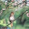 Nightingale bird sings in the spring garden on the flowering branches of an Apple tree on a Sunny day