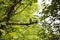 Nightingale bird sitting on a tree branch
