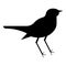 Nightingale Luscinia Bird silhouette icon black color vector illustration flat style image