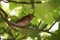 Nightingale Luscinia megarhynchos perching in a tree against green leaves, small thrush passerine bird, copy space