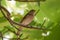 Nightingale Luscinia megarhynchos singing with open beak, small thrush passerine bird Nightingale sitting on a branch in a tree