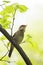 Nightingale sing loudly in spring forest