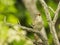 A nightingale singing amidst the branches of a tree