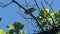 Nightingale singing on a branch