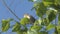 Nightingale singing on a branch