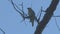 Nightingale singing on a branch