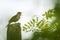 A nightingale singing on top of a dead tree amongst vegetationg