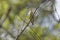 Nightingale sitting on branch