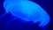 Nightlights glowing beautiful moon jellyfish with blue light. 3840x2160, 4k