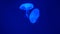 Nightlights glowing beautiful moon jellyfish with blue light