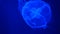 Nightlights glowing beautiful moon jellyfish with blue light