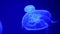 Nightlights glowing beautiful moon jellyfish with blue light