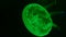 Nightlights glowing beautiful moon jellyfish with green light