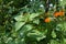 Nightshade in the garden. Summer view with green plants