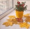 Nightshade in a yellow pot and maple leaves