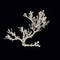 Nighttime Nautical Delights: Dried Sea Coral Branches Forming a Captivating Contrast on a Black Surface