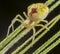 Nigma puella spider posing on wheat spike