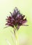 Nigritella gabasiana wild mountain orchid with intense dark red flowers on light green background and filtered light