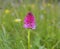 Nigritella rubra, orchid flower