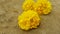 Nika yellow flowers