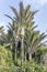 Nikau palm tree in park, at Punakaiki, West Coast, New Zealand