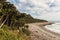 Nikau palms growing along West Coast