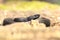 Nikolskii viper basking on forest ground