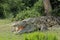 Nile Crocodile