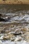 Nile crocodile. An ambush in the water. Serengeti, Tanzania