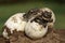 Nile Crocodile baby, hatchling, eggs, newborn, hatching