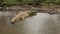 Nile crocodile basking