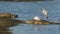 Nile crocodile basking with foraging storks