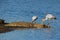 Nile crocodile basking with foraging storks