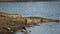 Nile crocodile basking in shallow water