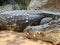 Nile crocodile, Bioparc, Valencia